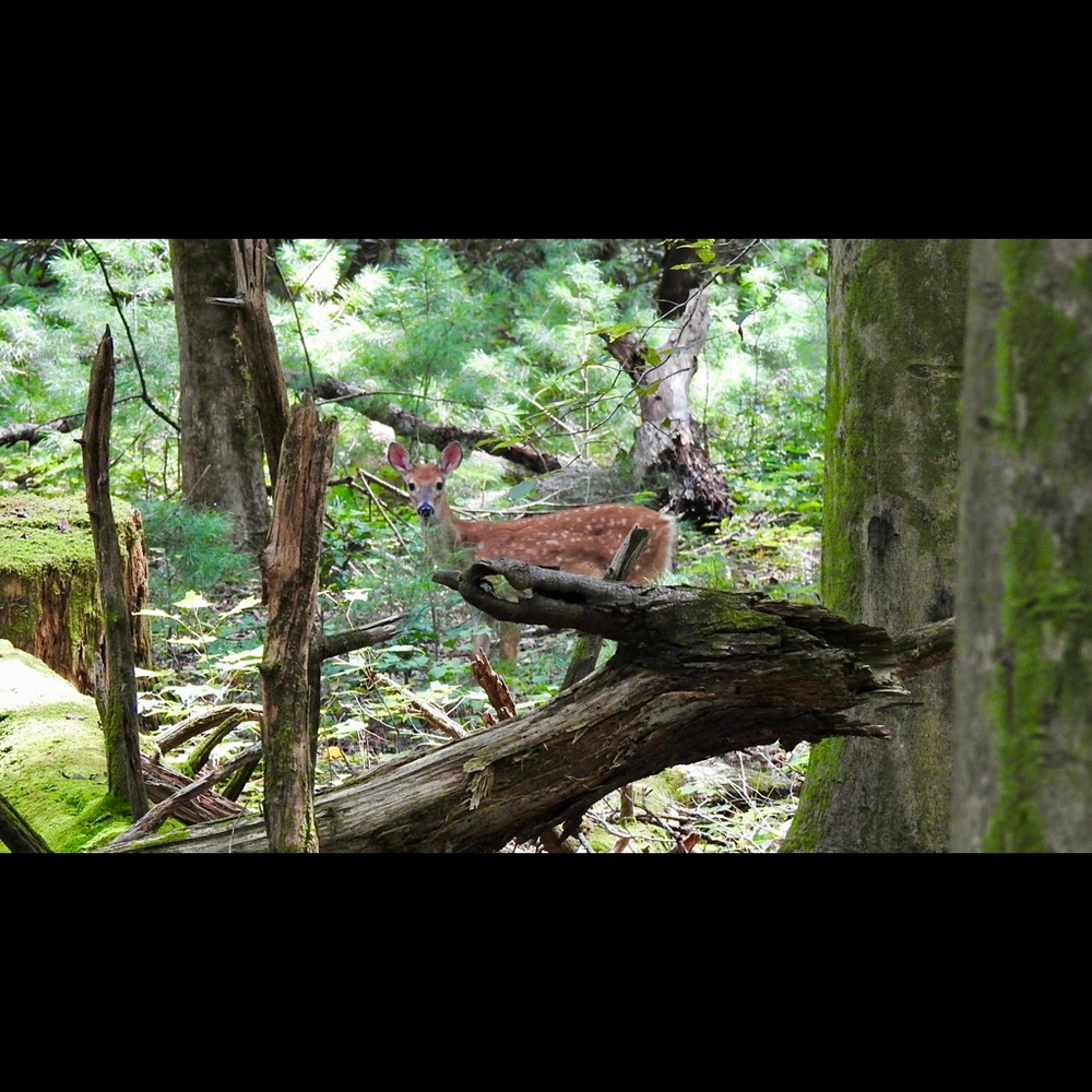 8x10 Fawn in the forest Photography By Donna Miller.  8X10 print and 1 FREE 4x6